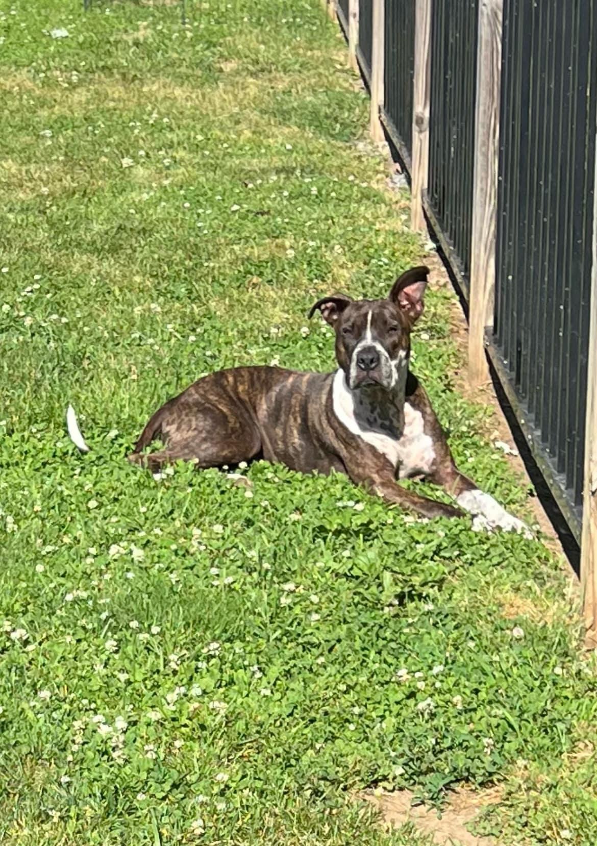 TAZ, Adoptable, Adult Male American Staffordshire Terrier.