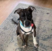 TAZ, a Adoptable American Staffordshire Terrier in Easton, PA image 5/12