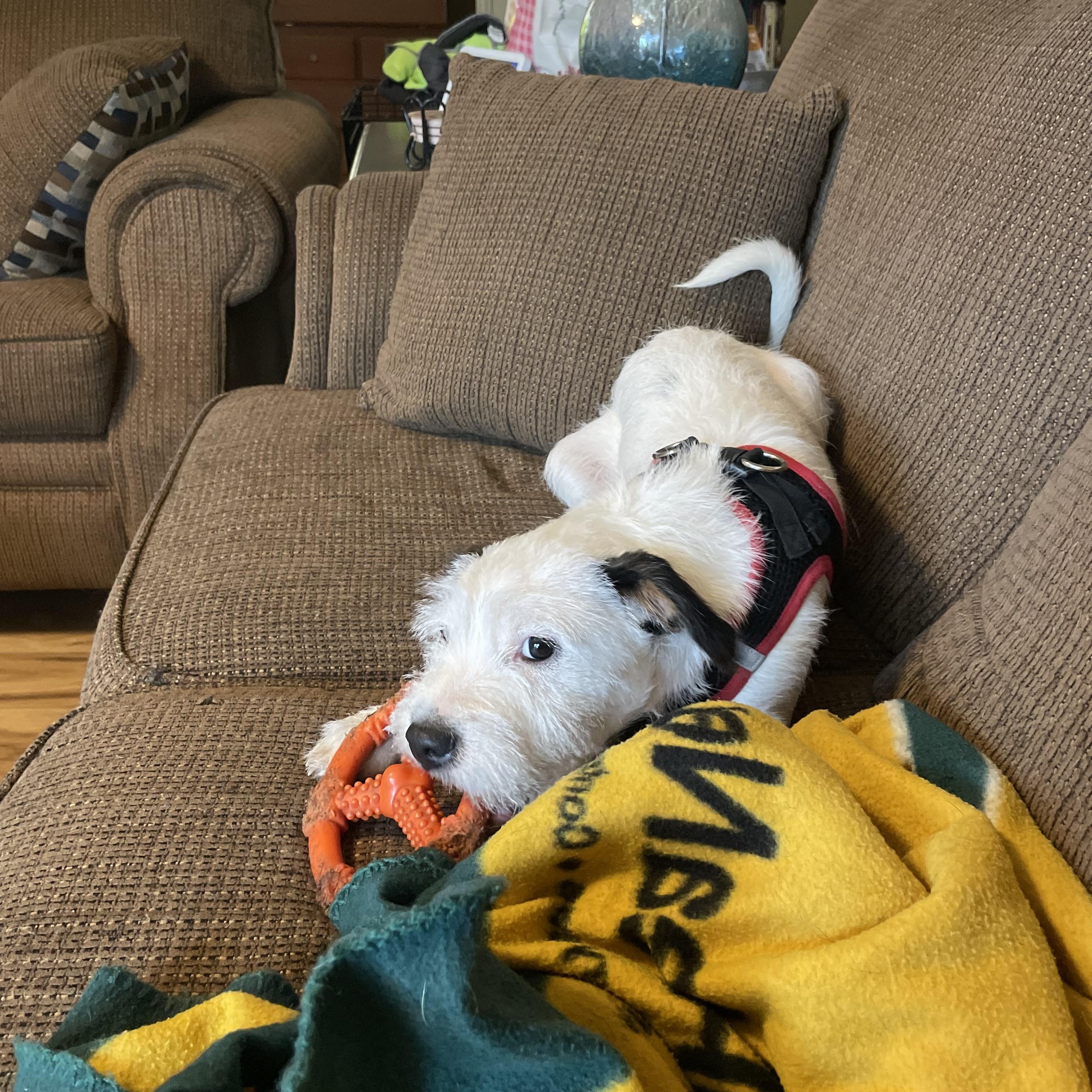 Jerry, Adopted, Young Male Schnauzer & Fox Terrier.