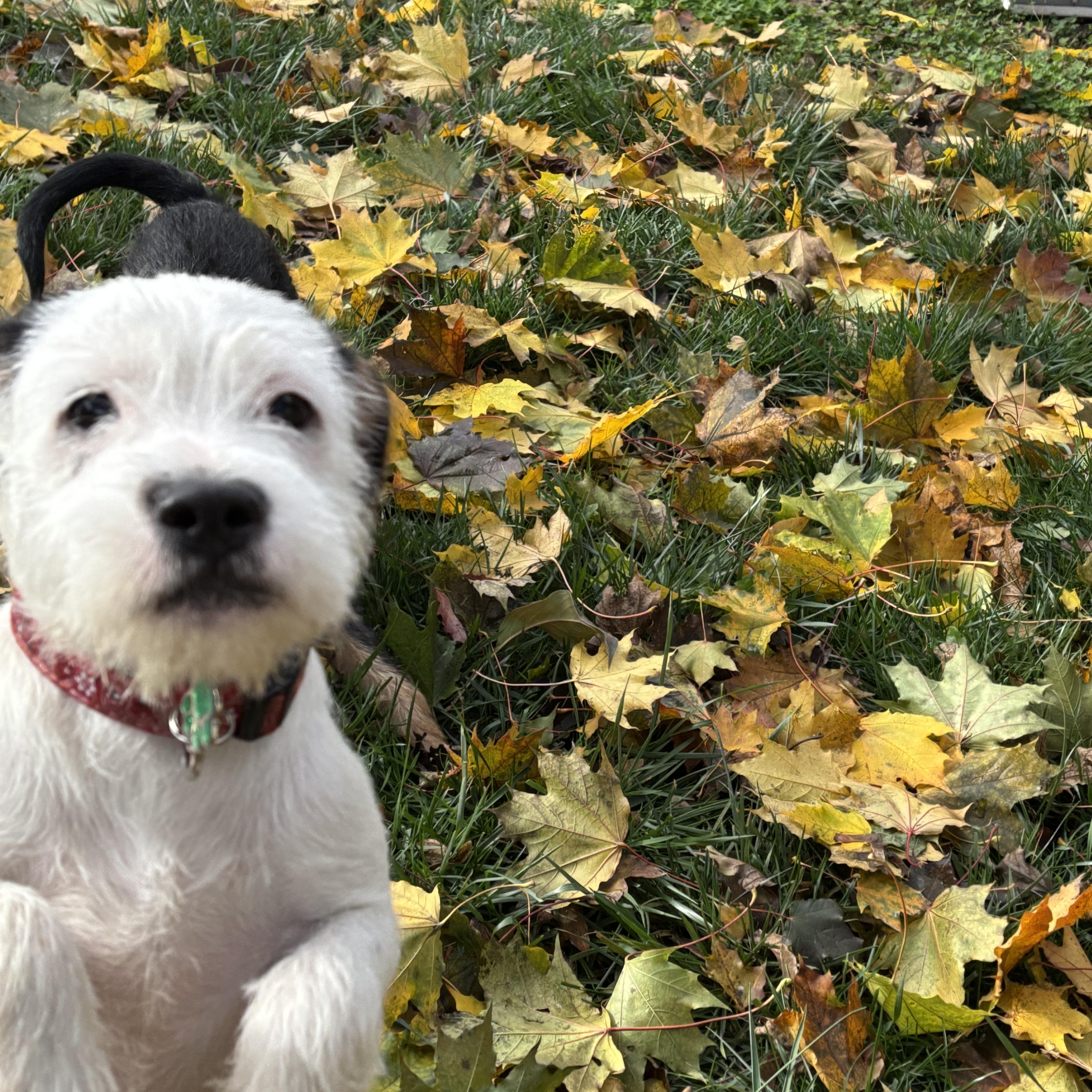 Enlarge Jerry, a Adopted mixed breed in Beaverton, OR image 2/3