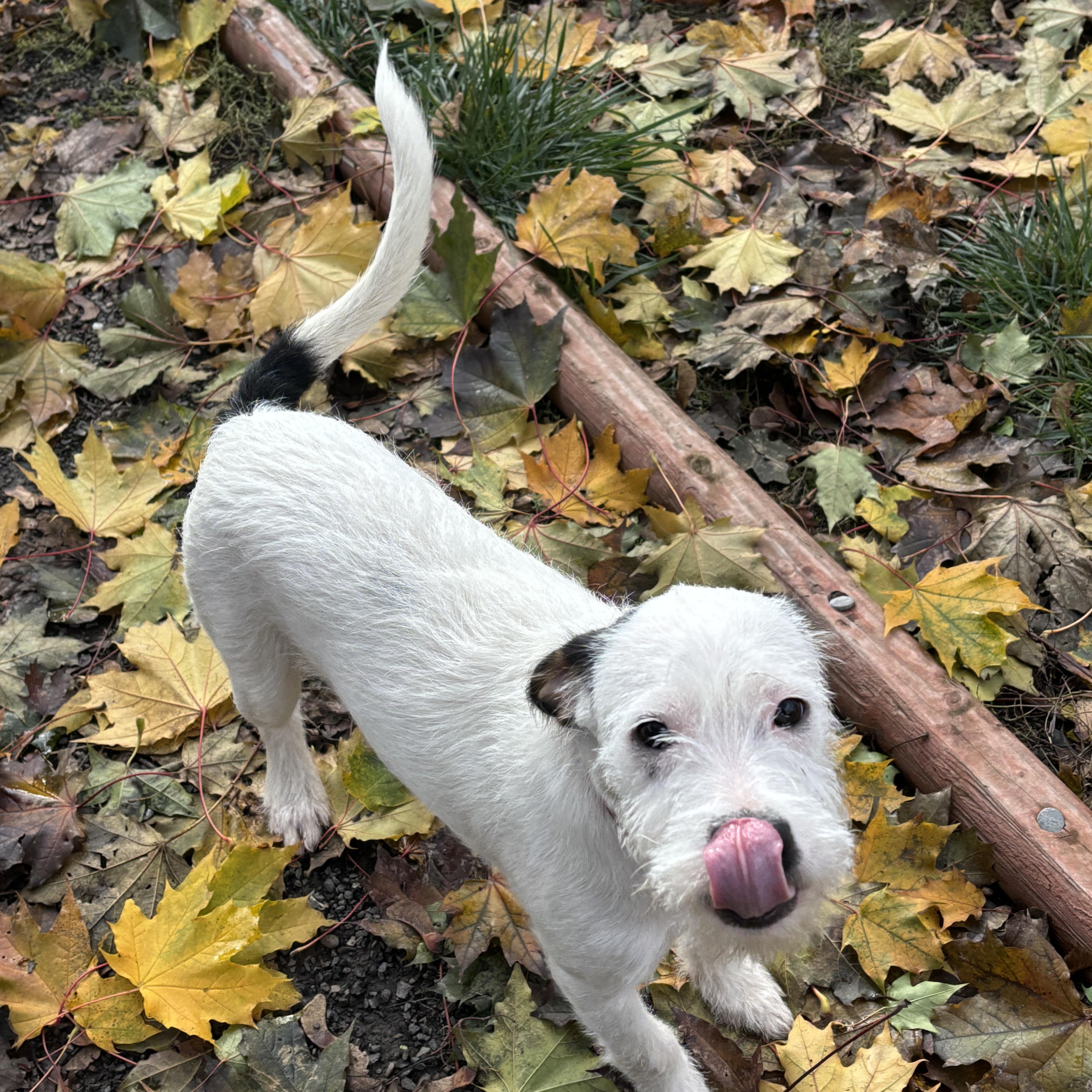 Enlarge Jerry, a Adopted mixed breed in Beaverton, OR image 3/3