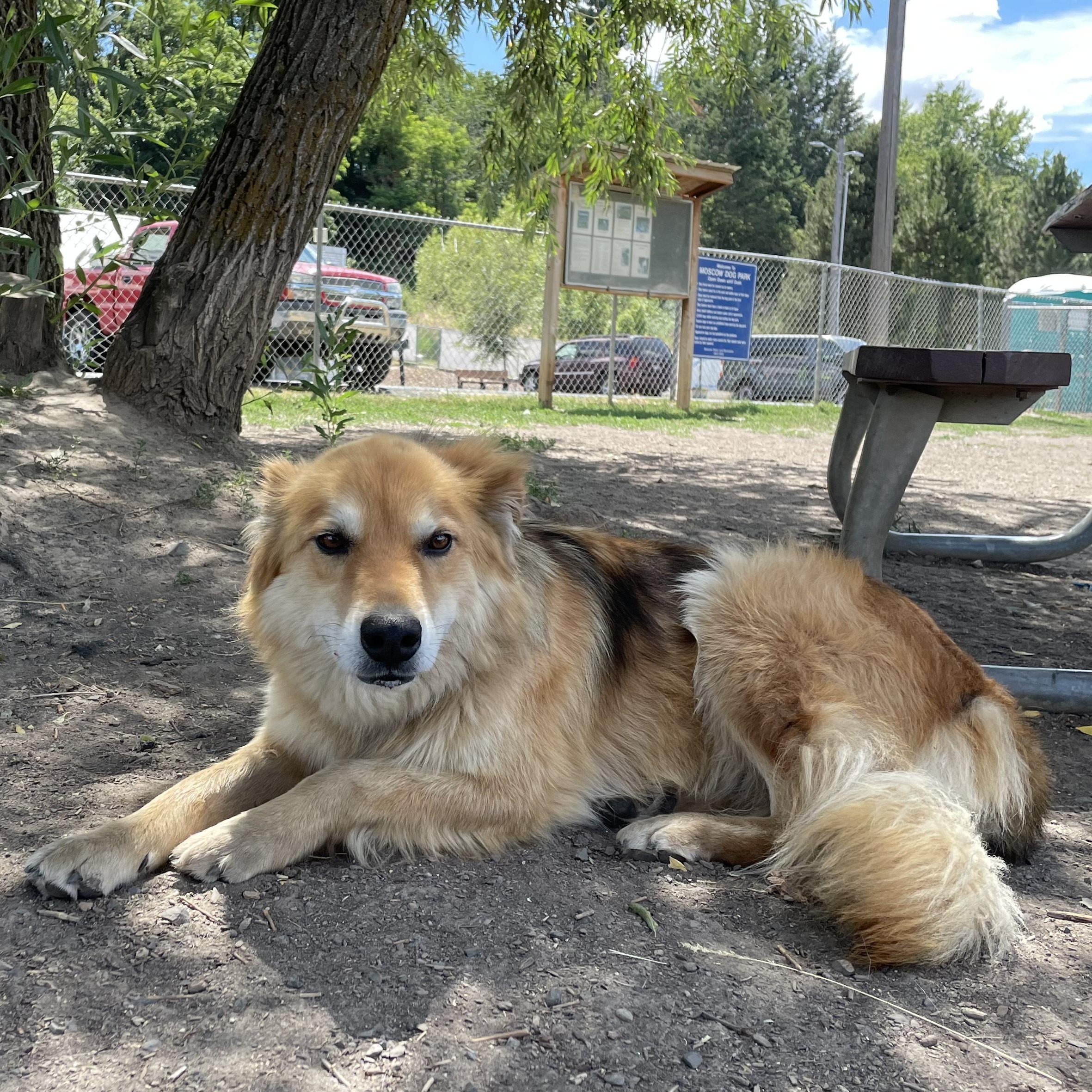 Enlarge **COURTESY LISTING** Nuke, a Adoptable mixed breed in Moscow, ID image 1/3
