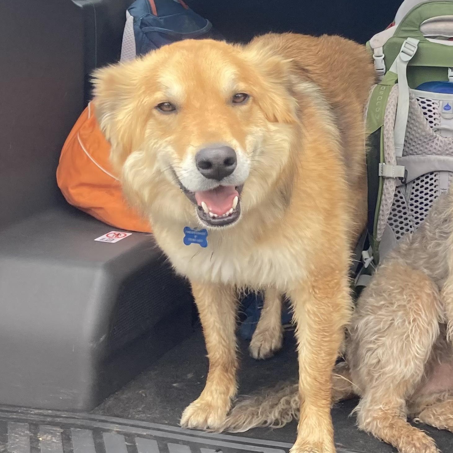 Enlarge **COURTESY LISTING** Nuke, a Adoptable mixed breed in Moscow, ID image 2/3