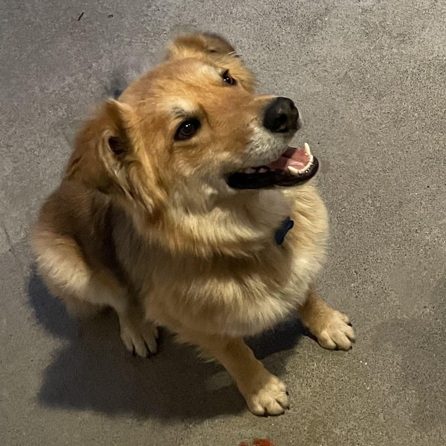 Enlarge **COURTESY LISTING** Nuke, a Adoptable mixed breed in Moscow, ID image 3/3