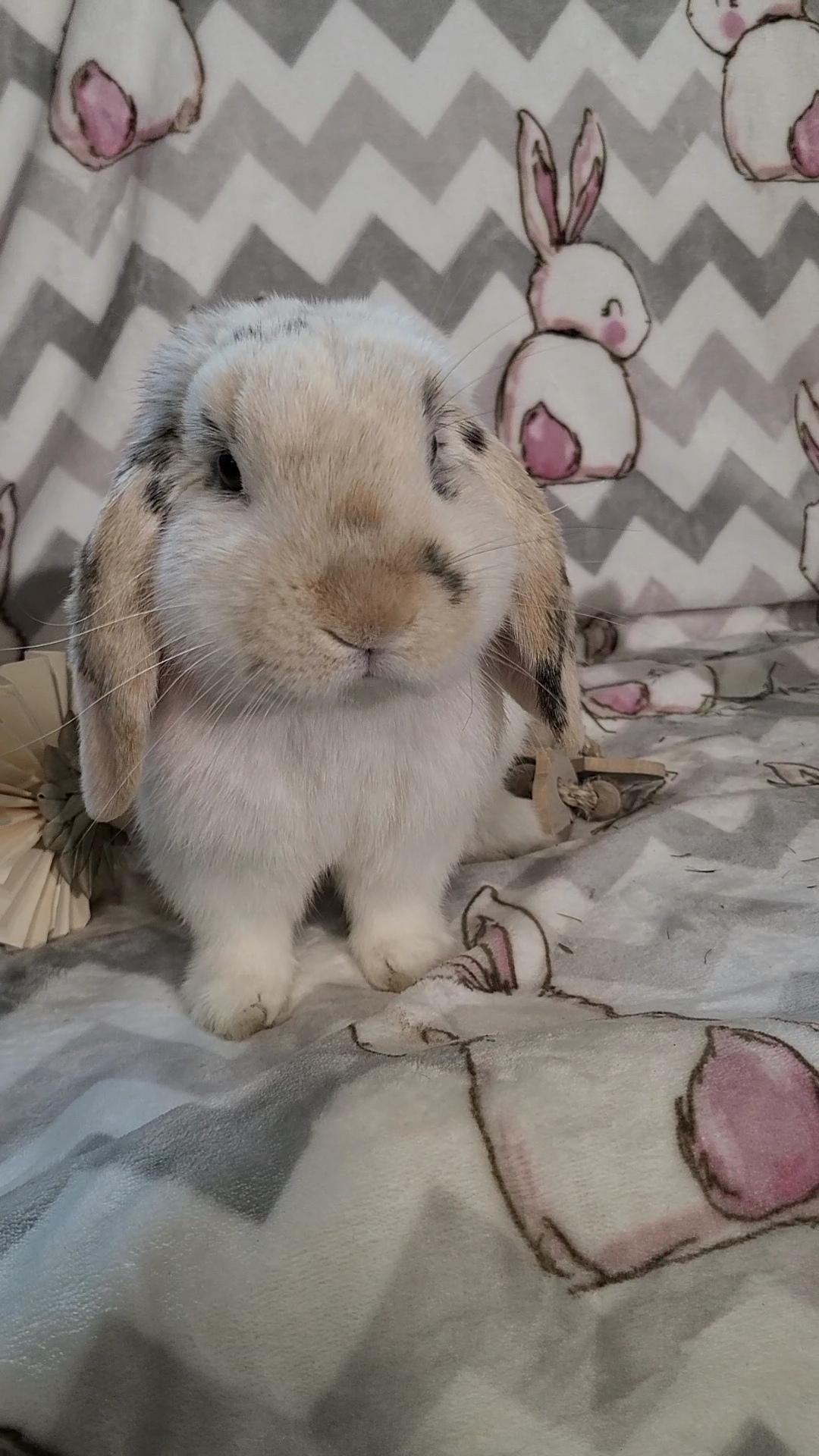 Nicholas The Rabbit Rabbit for adoption - Nicholas, a Holland Lop in Waynesboro, VA | Petfinder