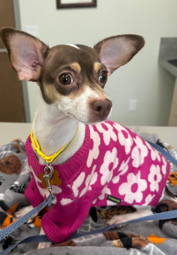 Bella, Adoptable, Young Female Chihuahua.