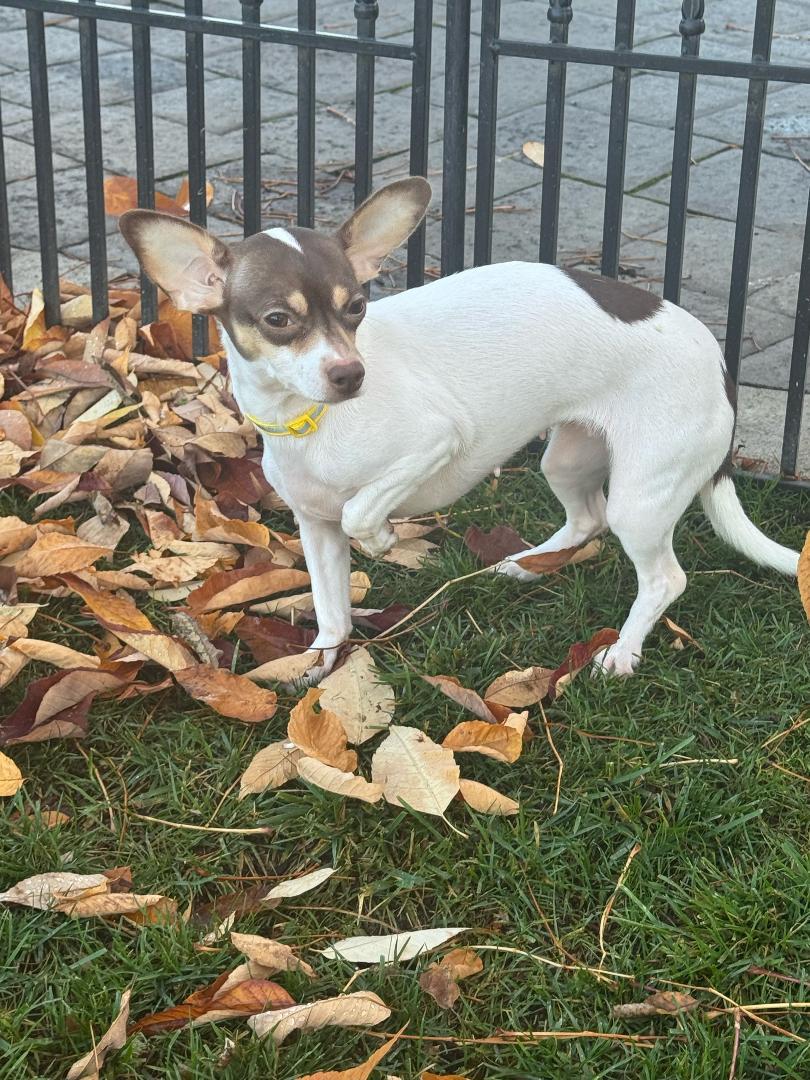Enlarge Bella, a Adoptable Chihuahua in Amity, OR image 2/5