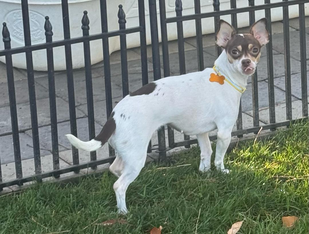 Enlarge Bella, a Adoptable Chihuahua in Amity, OR image 4/5
