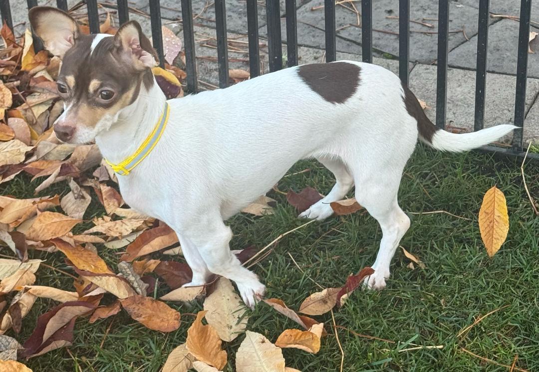Enlarge Bella, a Adoptable Chihuahua in Amity, OR image 3/5