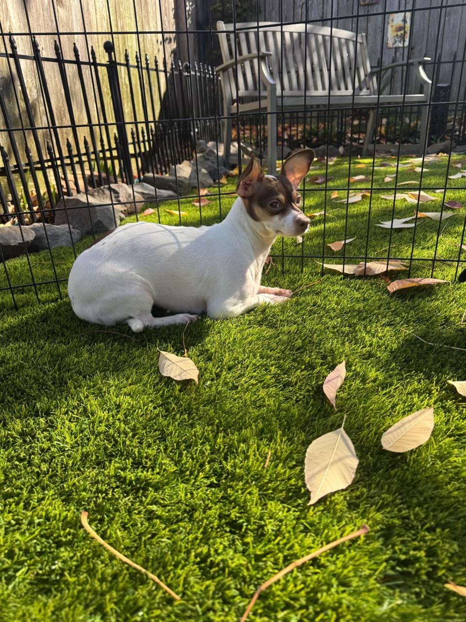 Enlarge Bella, a Adoptable Chihuahua in Amity, OR image 5/5