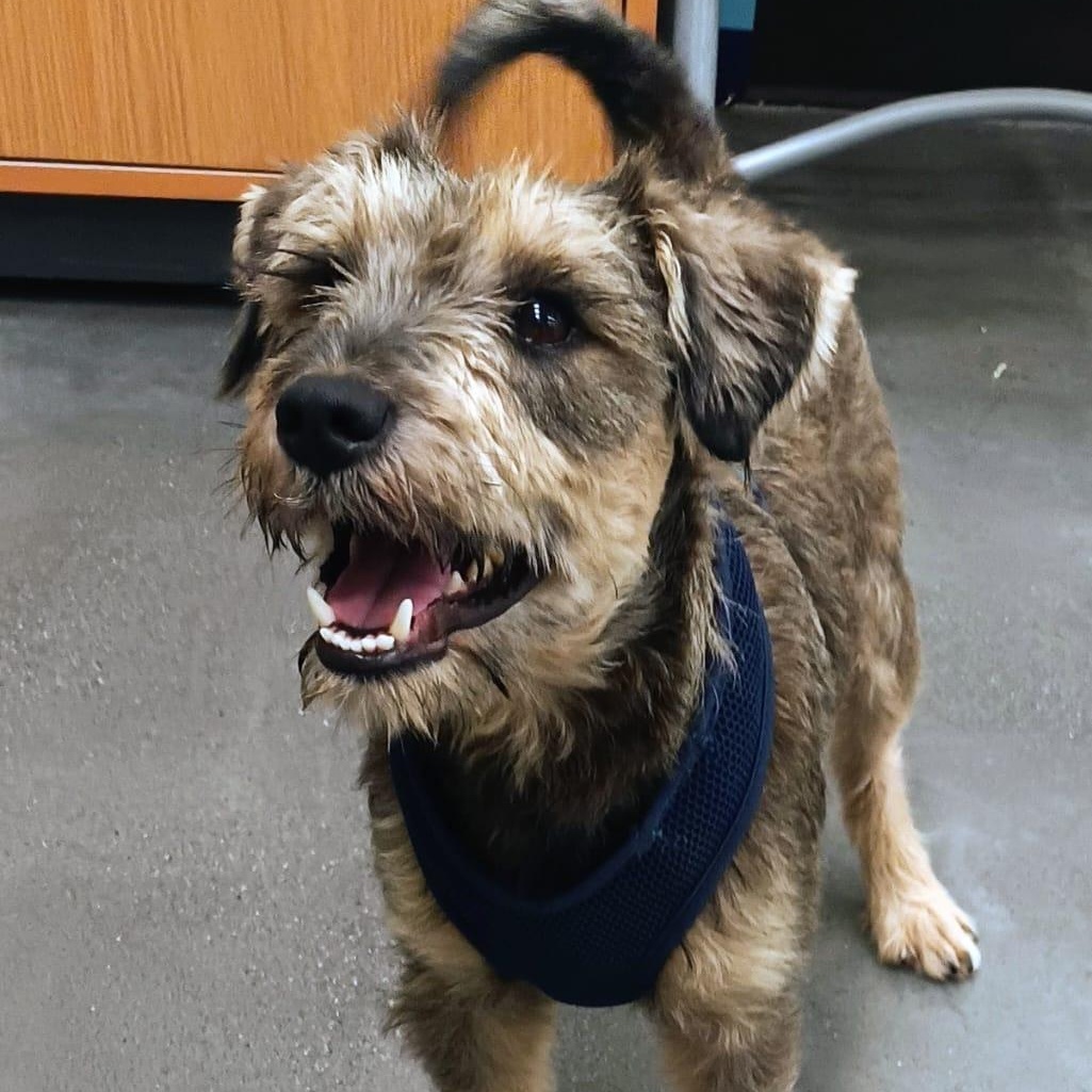 Sami, Adopted, Young Male Schnauzer.