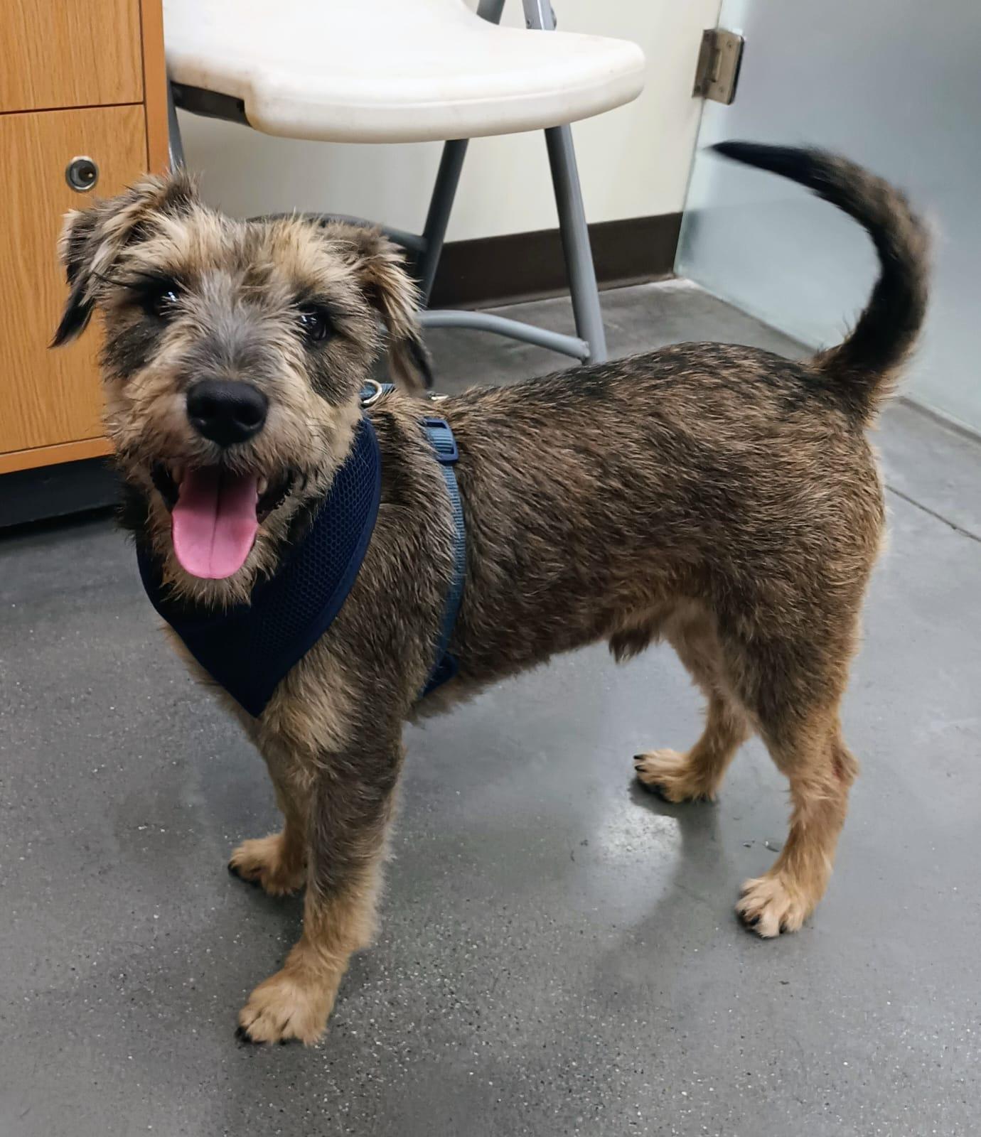 Enlarge Sami, a Adopted mixed breed in San Diego, CA image 5/6