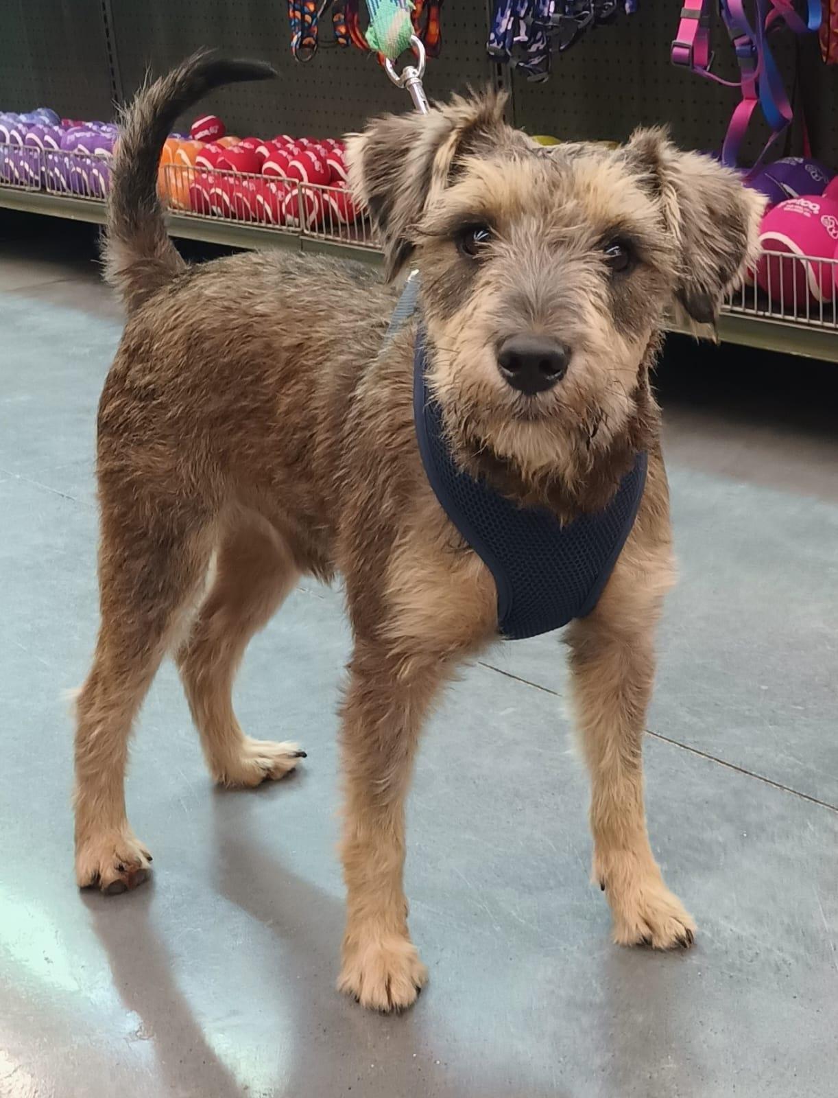 Enlarge Sami, a Adopted mixed breed in San Diego, CA image 2/6