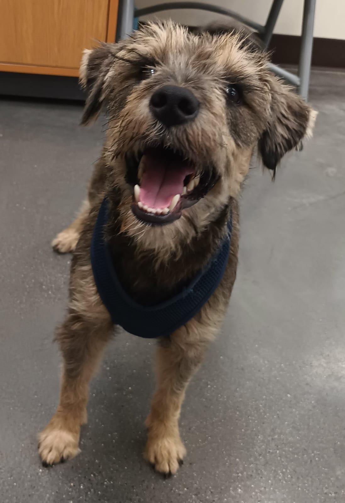 Enlarge Sami, a Adopted mixed breed in San Diego, CA image 3/6