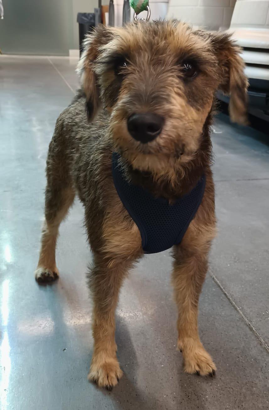 Enlarge Sami, a Adopted mixed breed in San Diego, CA image 4/6