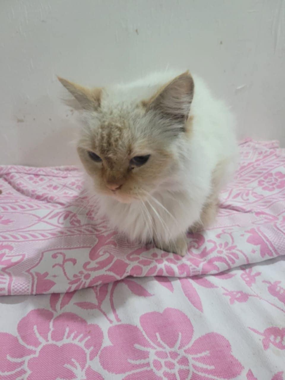 Pepper, an adoptable Ragdoll in Newmarket, ON, L3X 2X5 | Photo Image 2