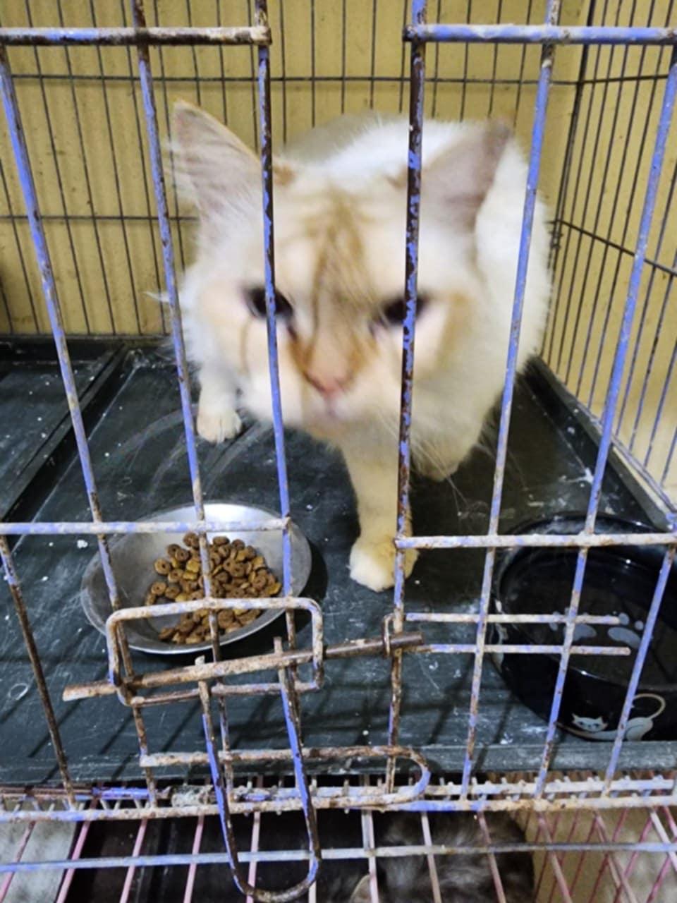 Pepper, an adoptable Ragdoll in Newmarket, ON, L3X 2X5 | Photo Image 3