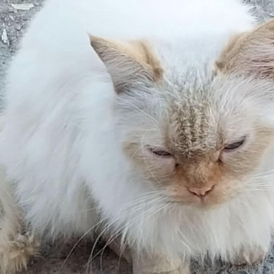 Pepper, an adoptable Ragdoll in Newmarket, ON, L3X 2X5 | Photo Image 4