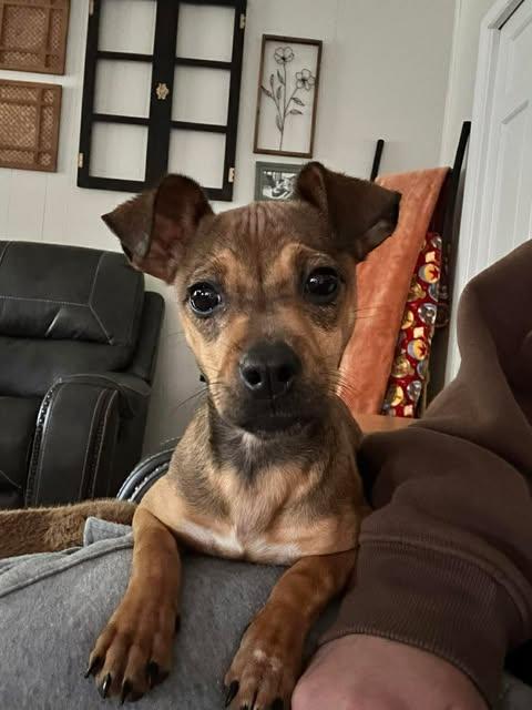 Enlarge Java, a Adoptable mixed breed in Virginia Beach, VA image 1/1