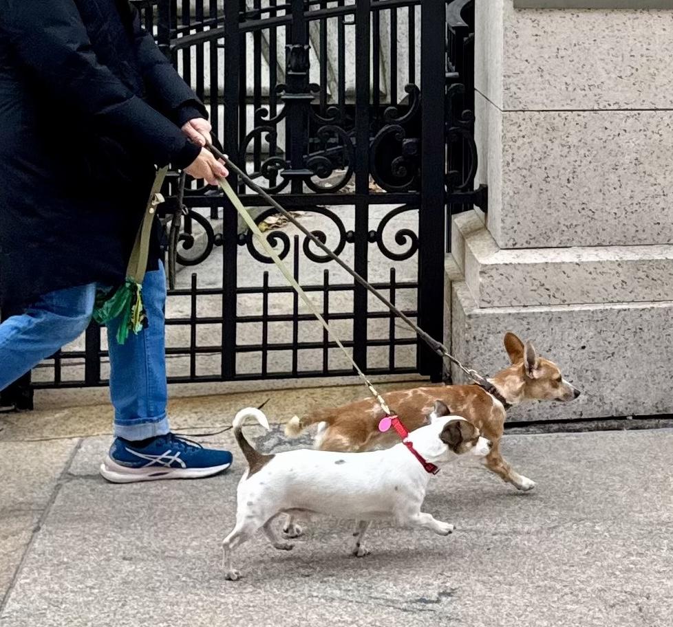 Enlarge Benson, an adopted mixed breed in Brooklyn, NY image 4/6