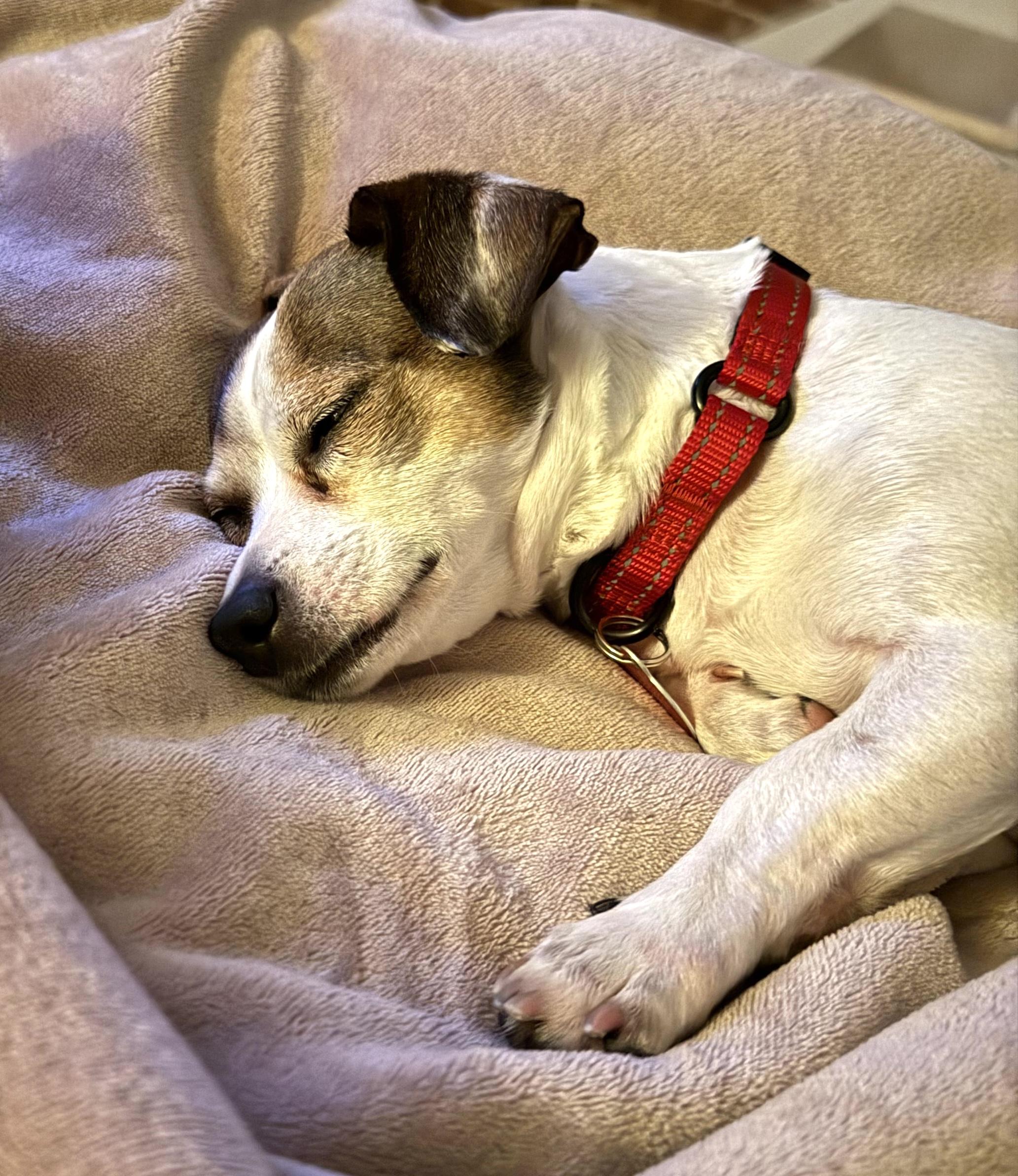 Enlarge Benson, an adopted mixed breed in Brooklyn, NY image 5/6