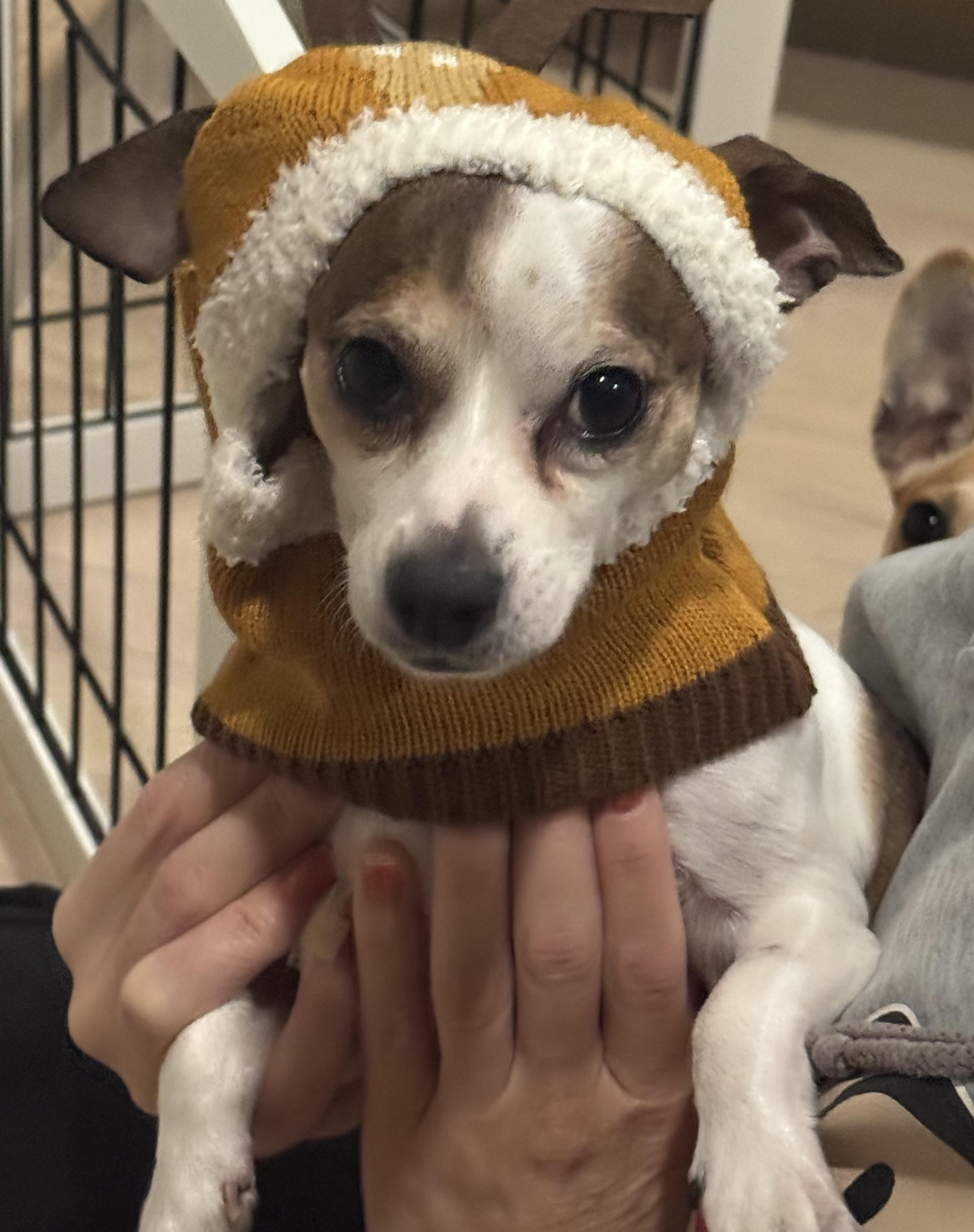 Benson, Adoptable, Adult Male Rat Terrier.