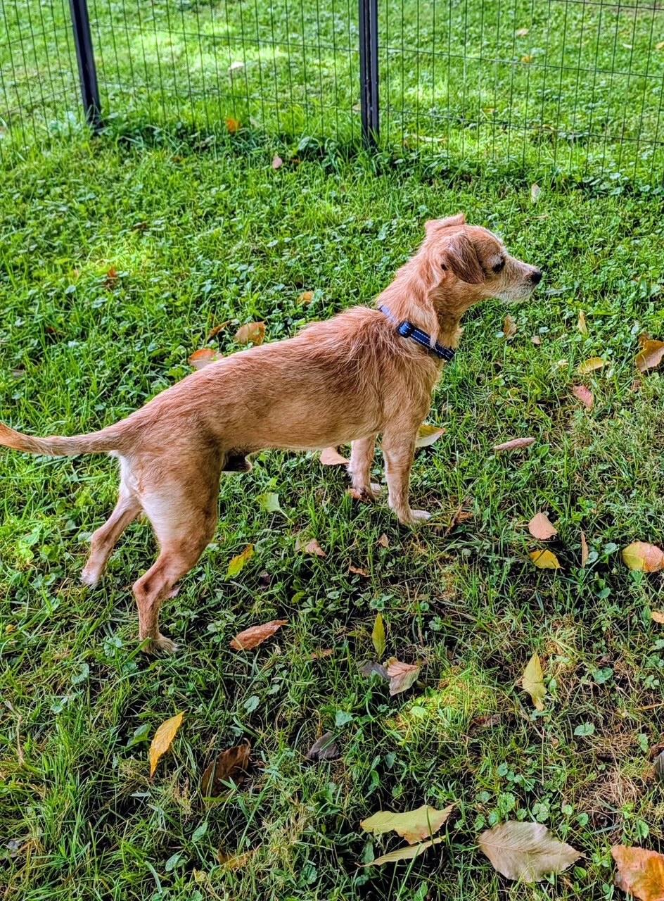 Enlarge Cracker Jack, a Adoptable mixed breed in Valley City, OH image 3/3