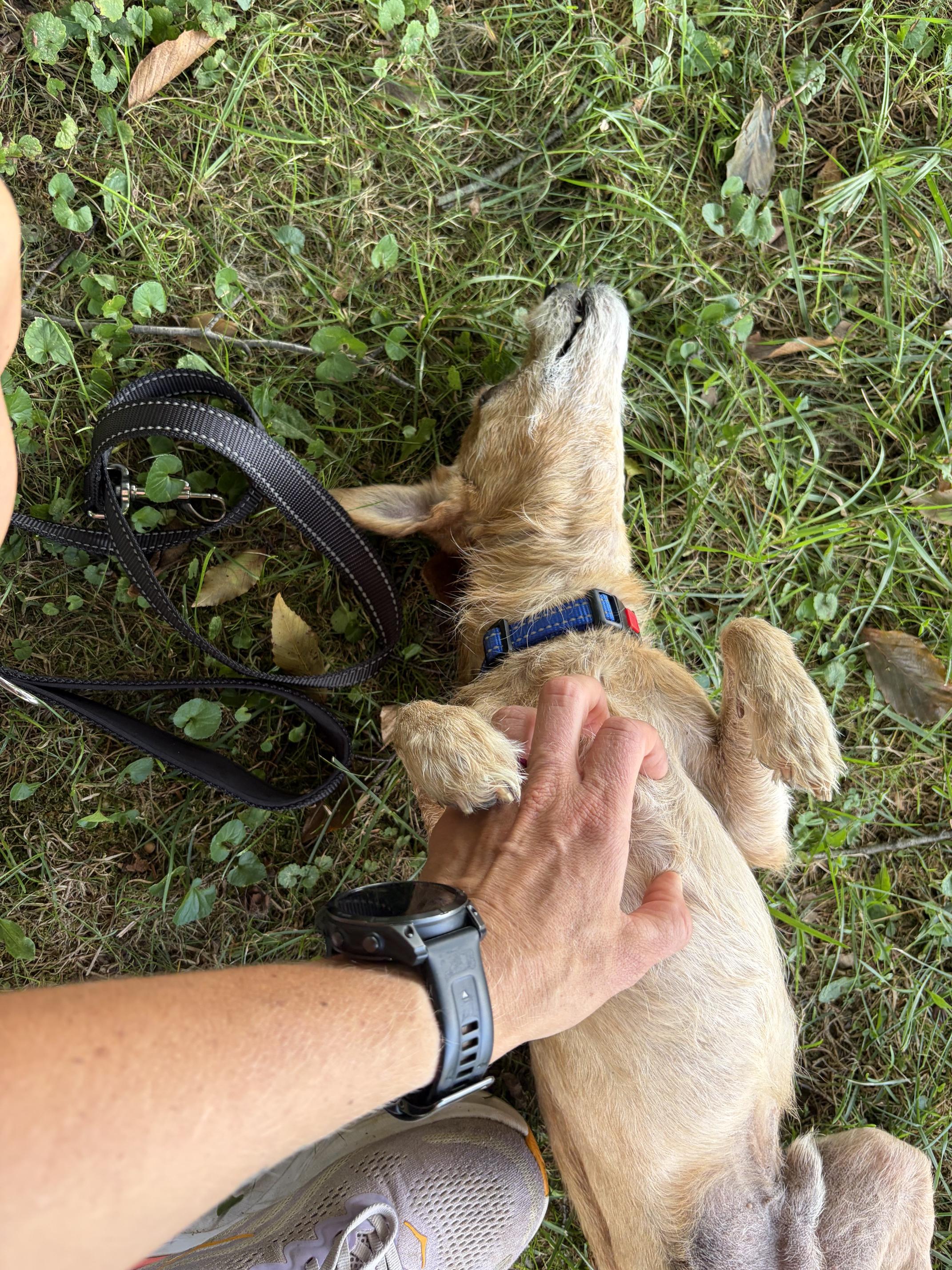 Enlarge Cracker Jack, a Adoptable mixed breed in Valley City, OH image 2/3