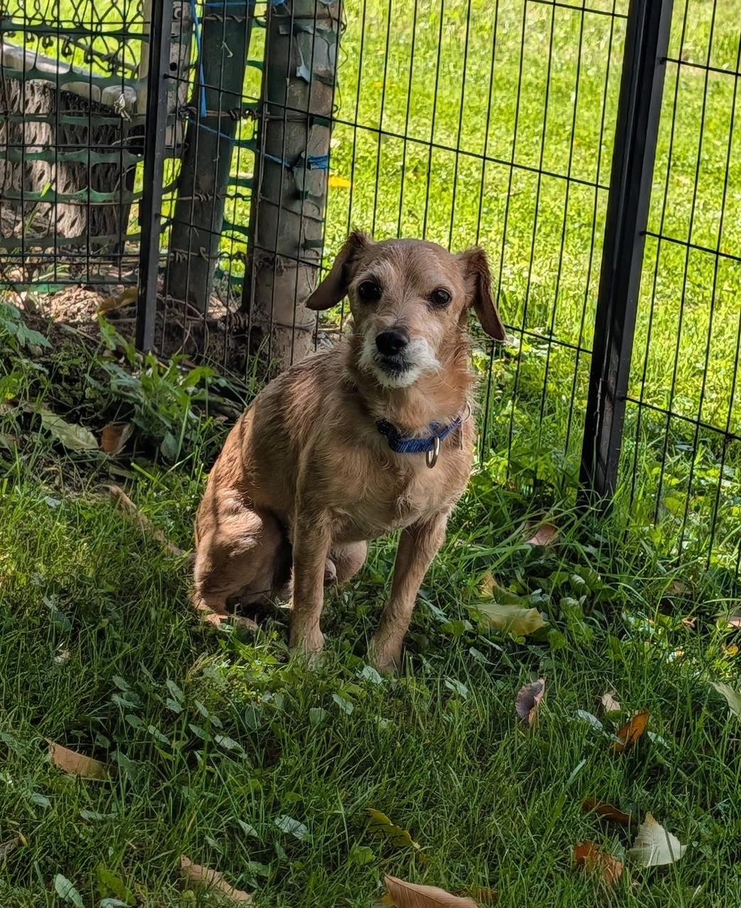 Enlarge Cracker Jack, a Adoptable mixed breed in Valley City, OH image 1/3