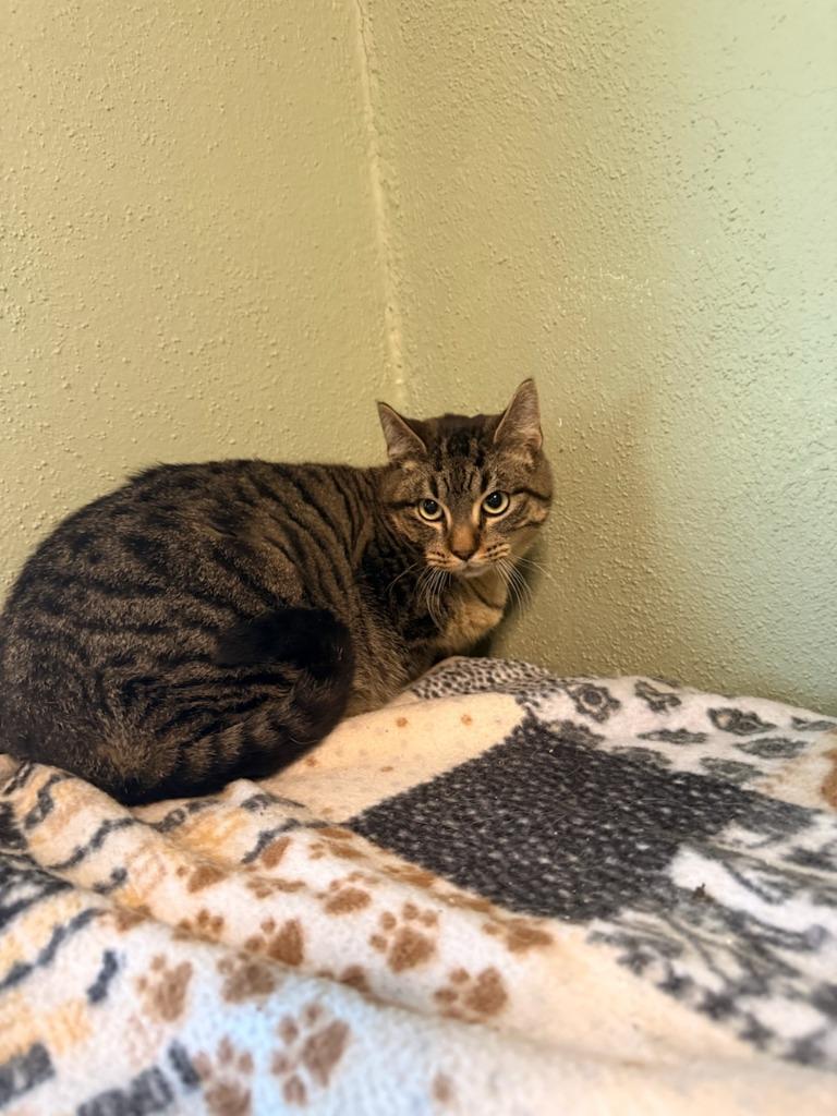 Moss, Adoptable, Young Male Domestic Short Hair.