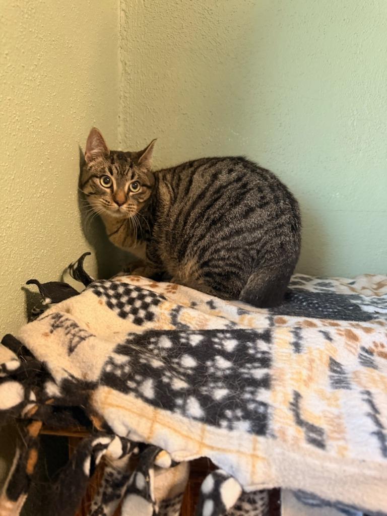 Enlarge Moss, a Adoptable mixed breed in Boone, IA image 2/3