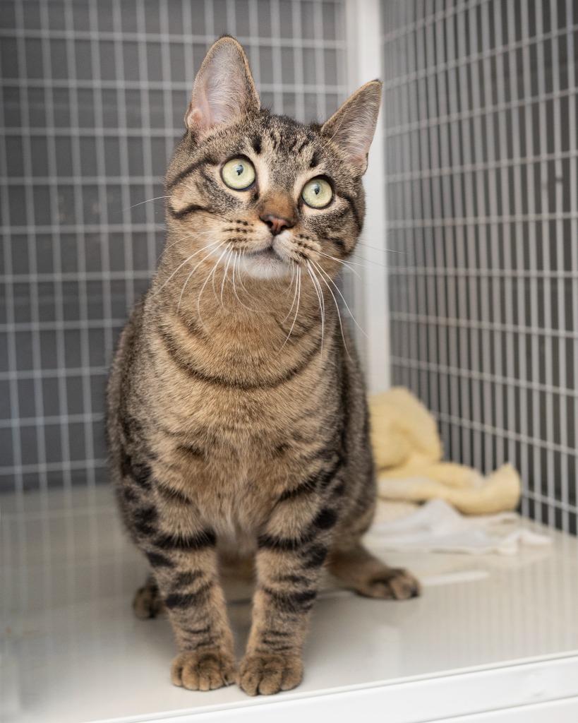 Enlarge Moss, a Adoptable mixed breed in Boone, IA image 1/1