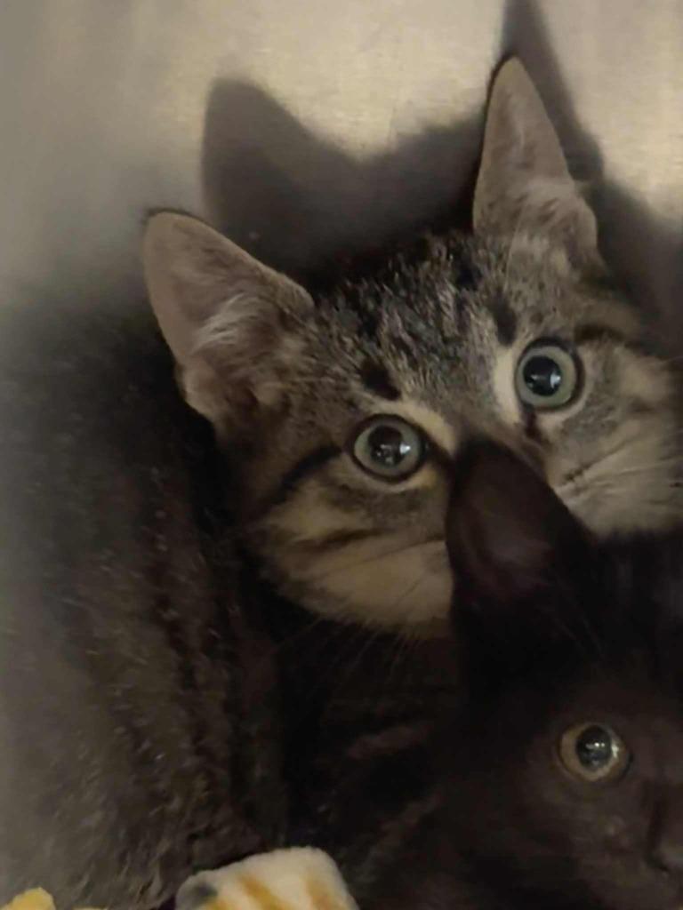 Enlarge Moss, a Adoptable mixed breed in Boone, IA image 3/3