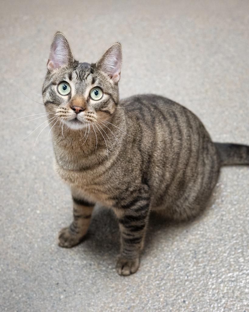 Enlarge Moss, a Adoptable mixed breed in Boone, IA image 2/2