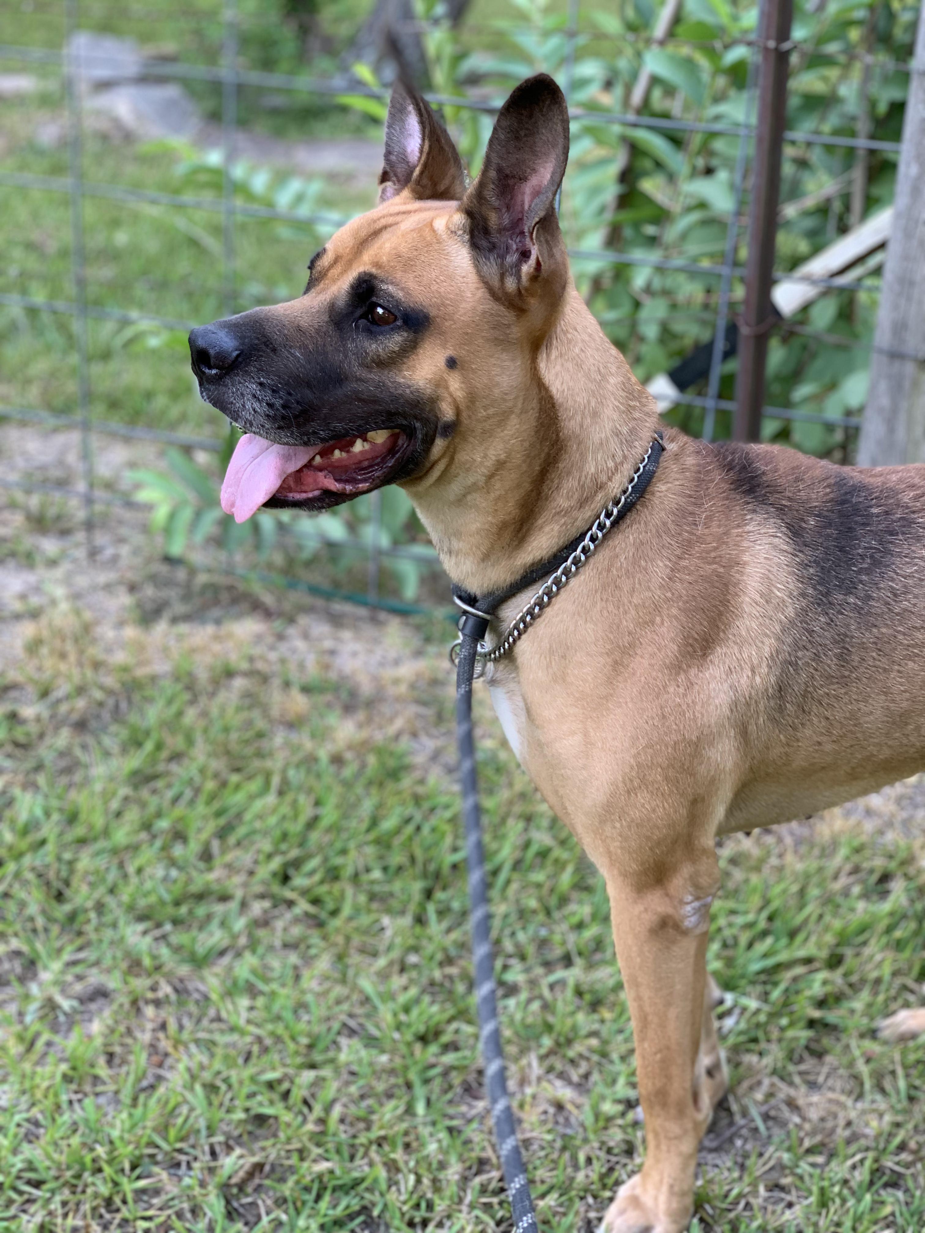 Brown Dog, a Adoptable mixed breed in Chambersburg, PA image 5/5
