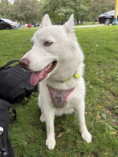 Enlarge SNOW, a Adoptable mixed breed in Minneapolis, MN image 1/1