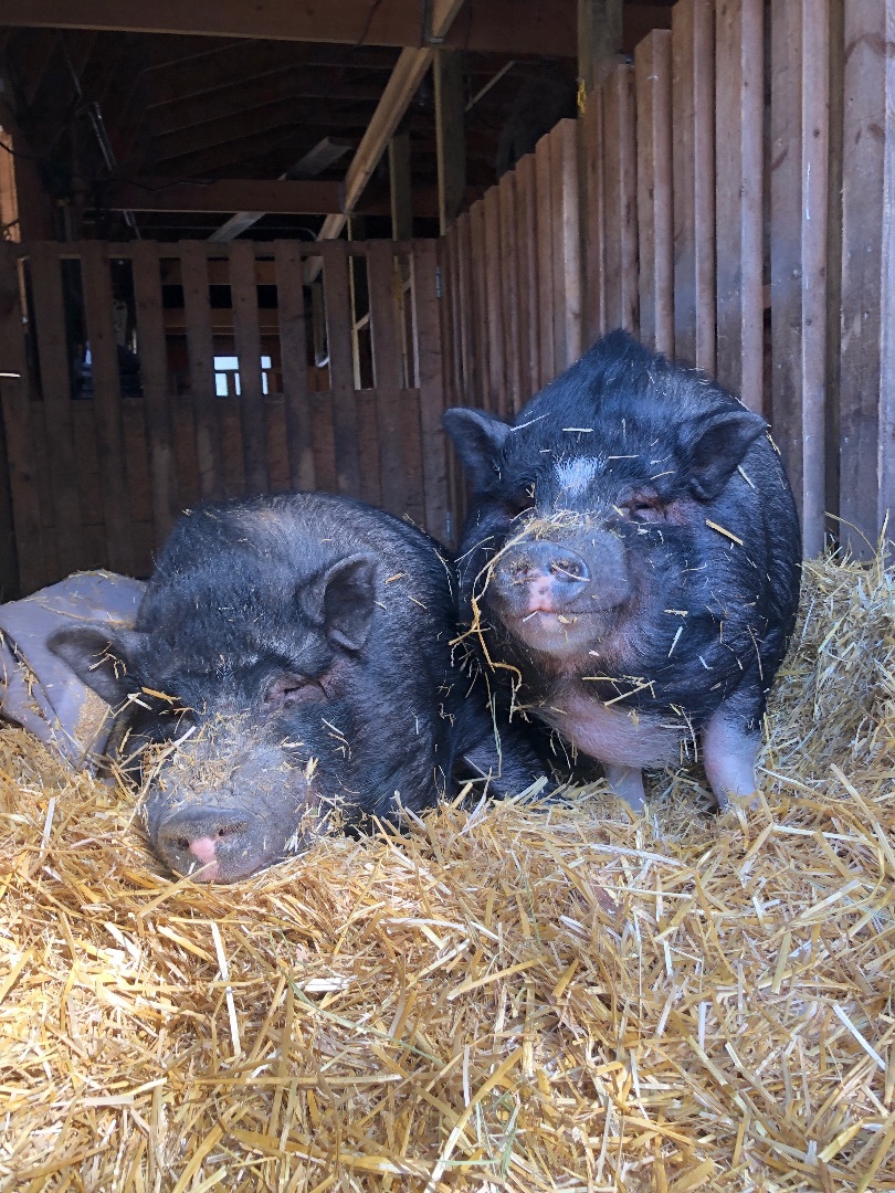 Piggly, a Adoptable mixed breed in Ravenna, OH image 6/7