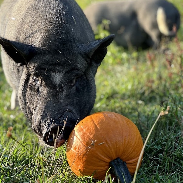 Piggly, Adoptable, Adult Female Pot Bellied & Vietnamese Pot Bellied.