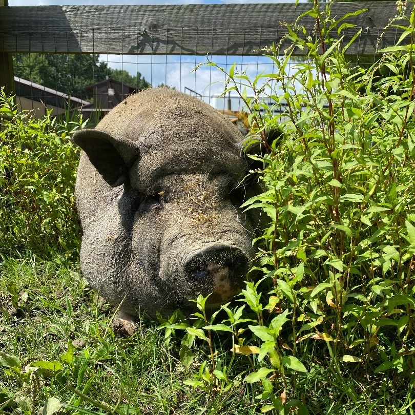 Enlarge Piggly, a Adoptable mixed breed in Ravenna, OH image 7/7