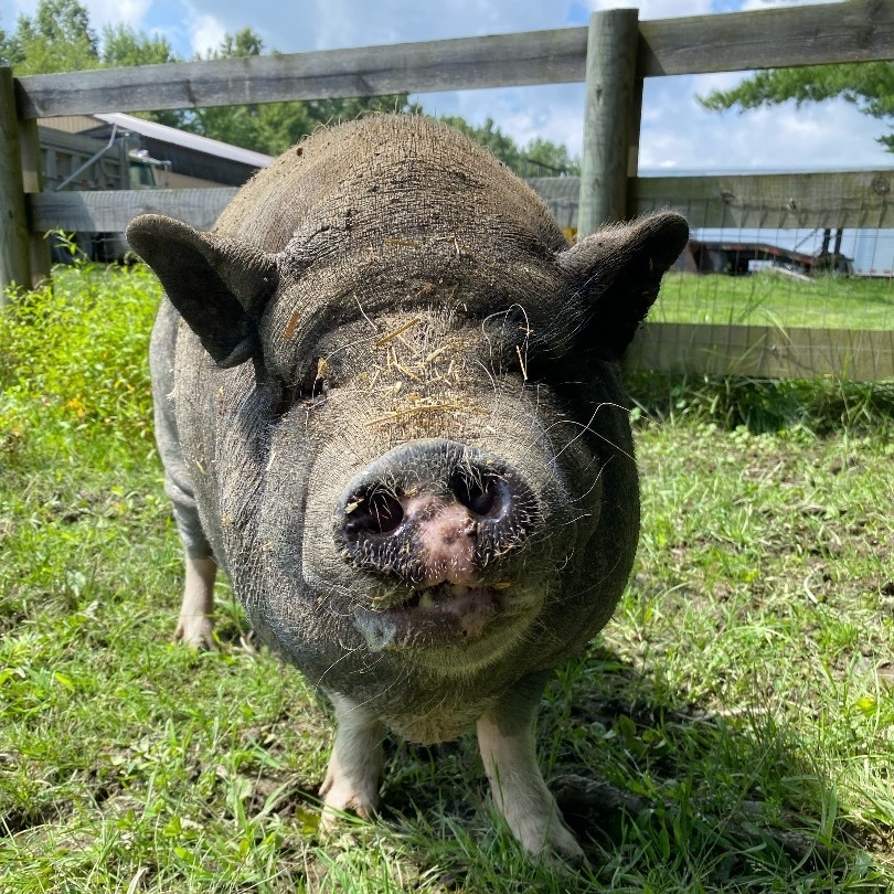 Piggly, a Adoptable mixed breed in Ravenna, OH image 5/7