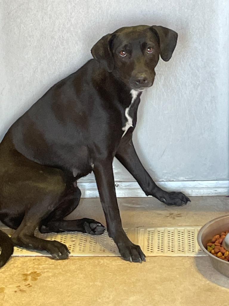 SUNDANCE, Adoptable, Adult Female Terrier.