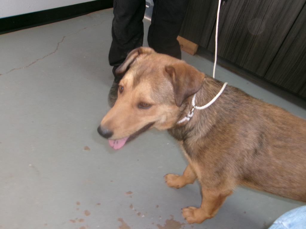 Enlarge Lexi, a Adoptable Shepherd in Winslow, AZ image 1/1