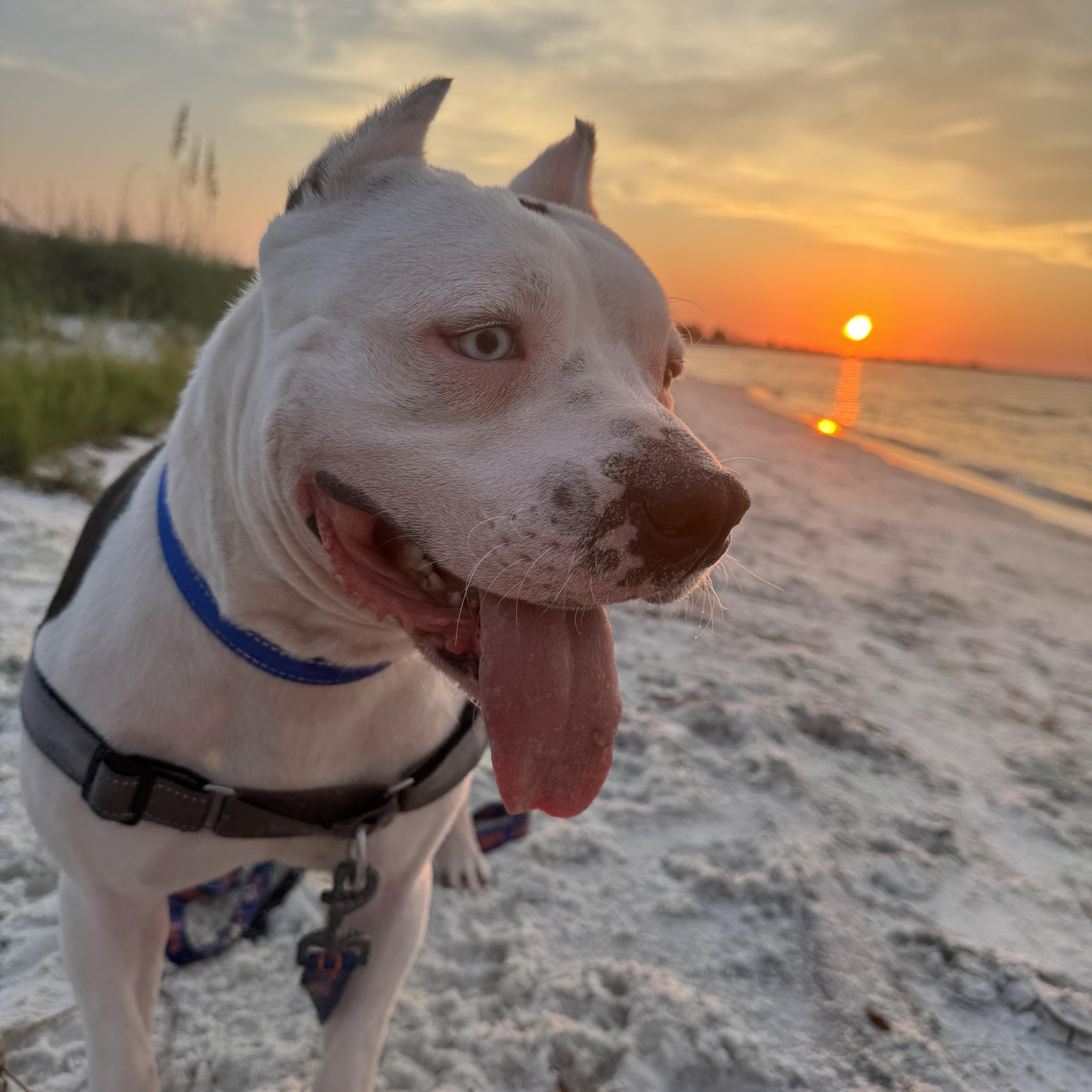 Brady, Adoptable, Young Male American Staffordshire Terrier.