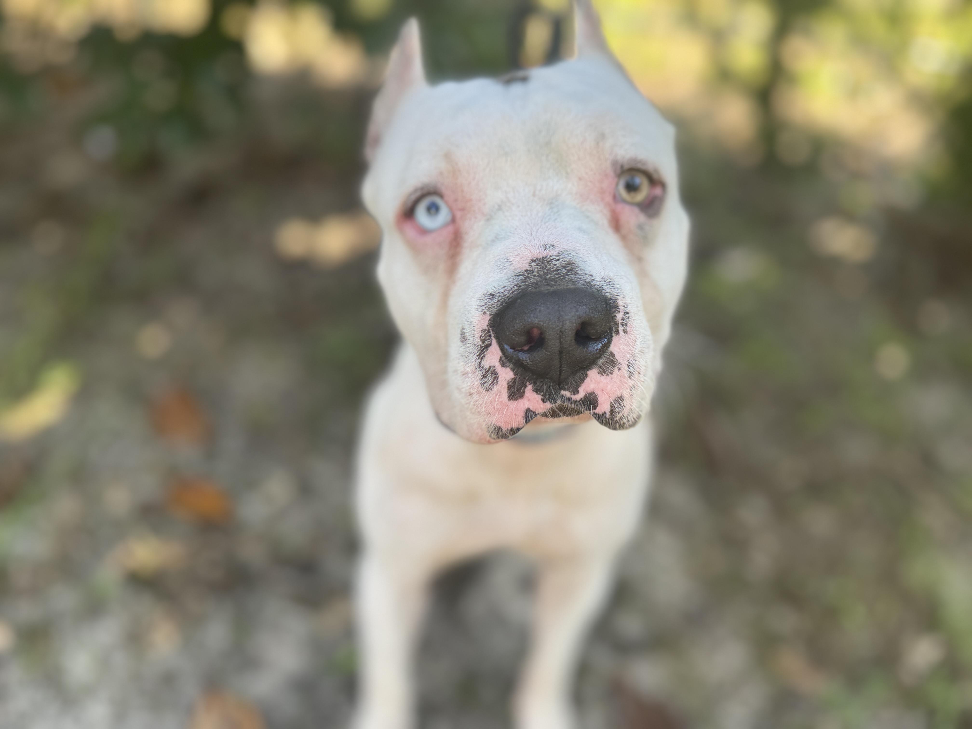 Enlarge Brady, a ADOPTABLE mixed breed in Navarre, FL image 5/6