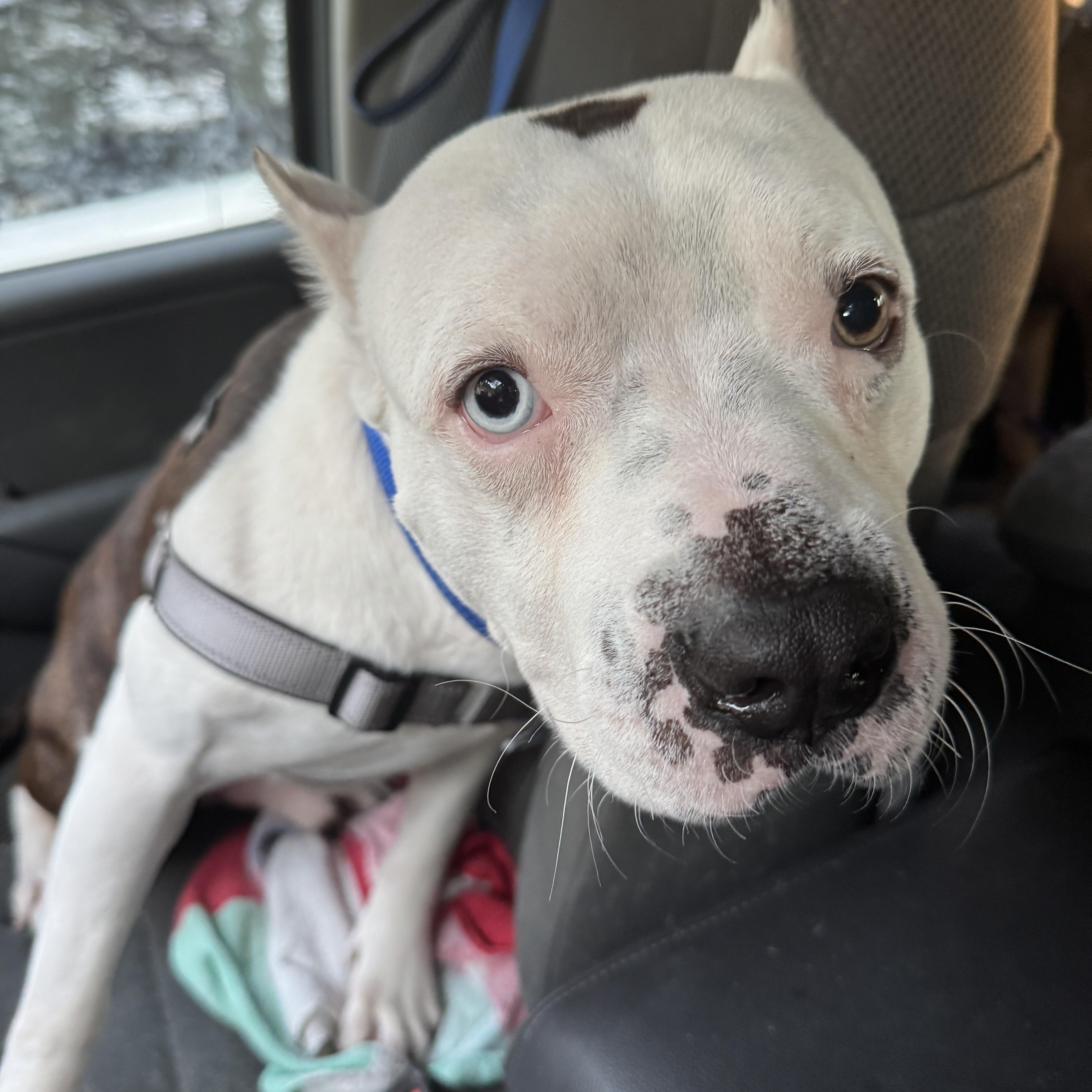 Enlarge Brady, a Adoptable mixed breed in Navarre, FL image 6/6