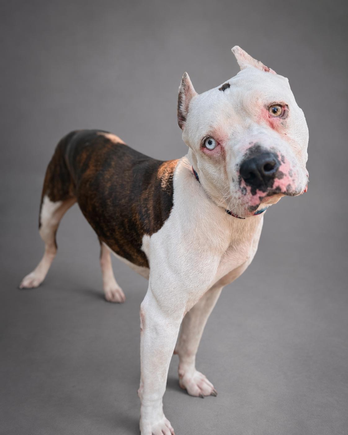 Brady, ADOPTABLE, Young Male American Staffordshire Terrier.
