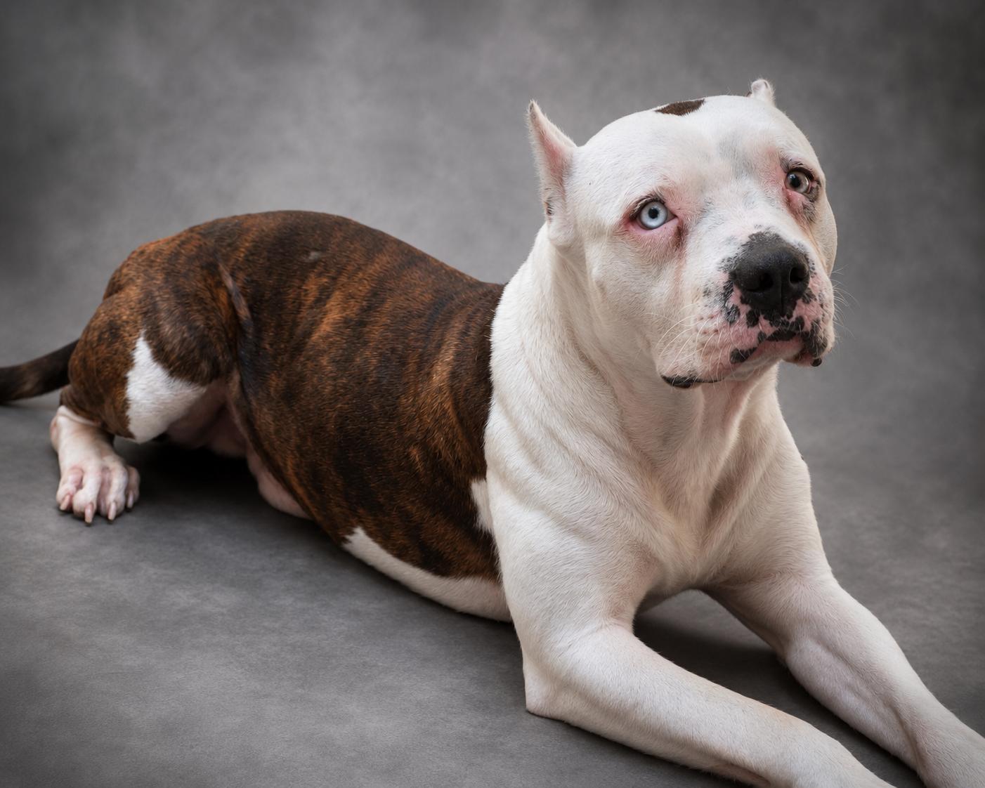 Enlarge Brady, a ADOPTABLE mixed breed in Navarre, FL image 2/6