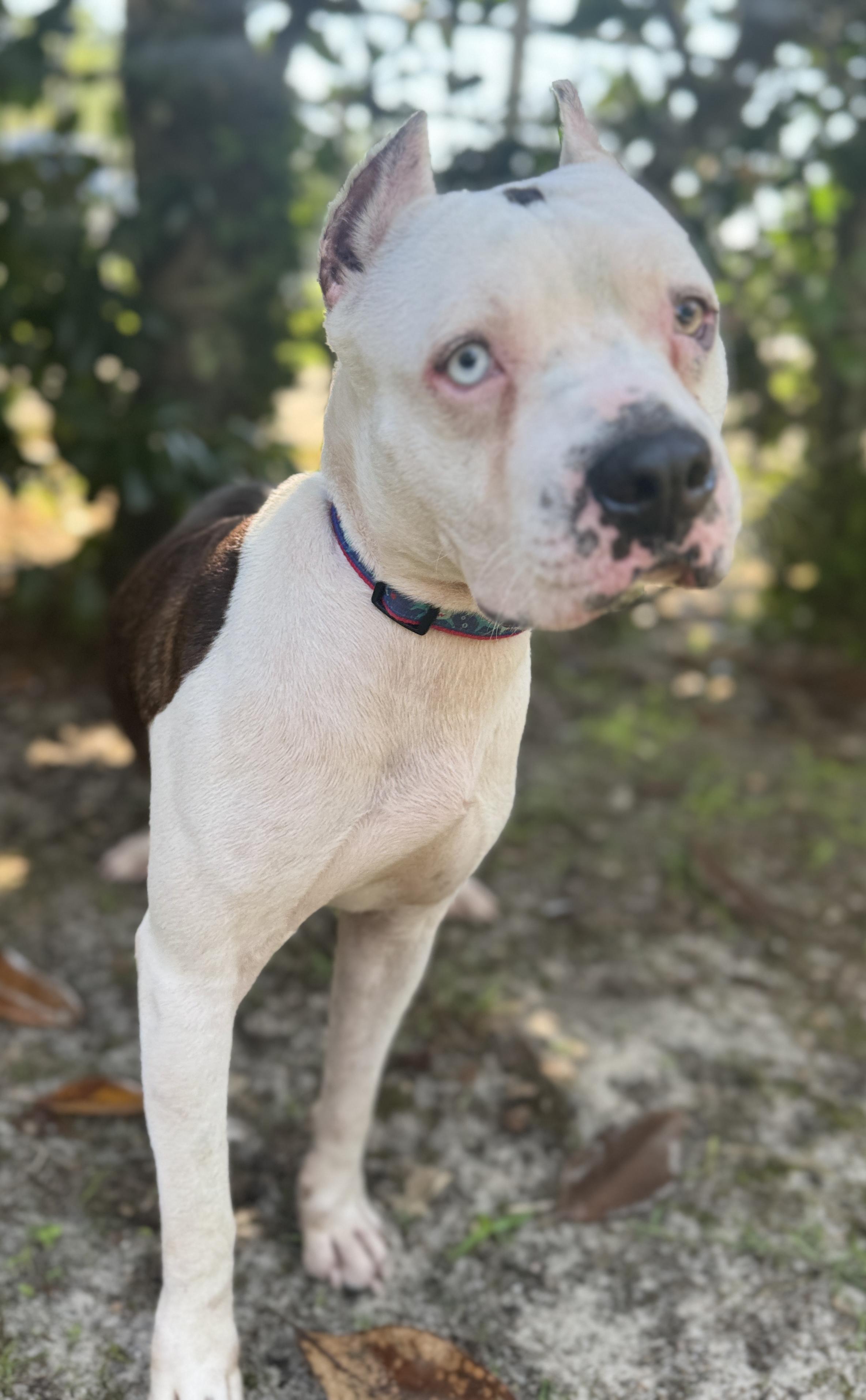 Enlarge Brady, a ADOPTABLE mixed breed in Navarre, FL image 6/6