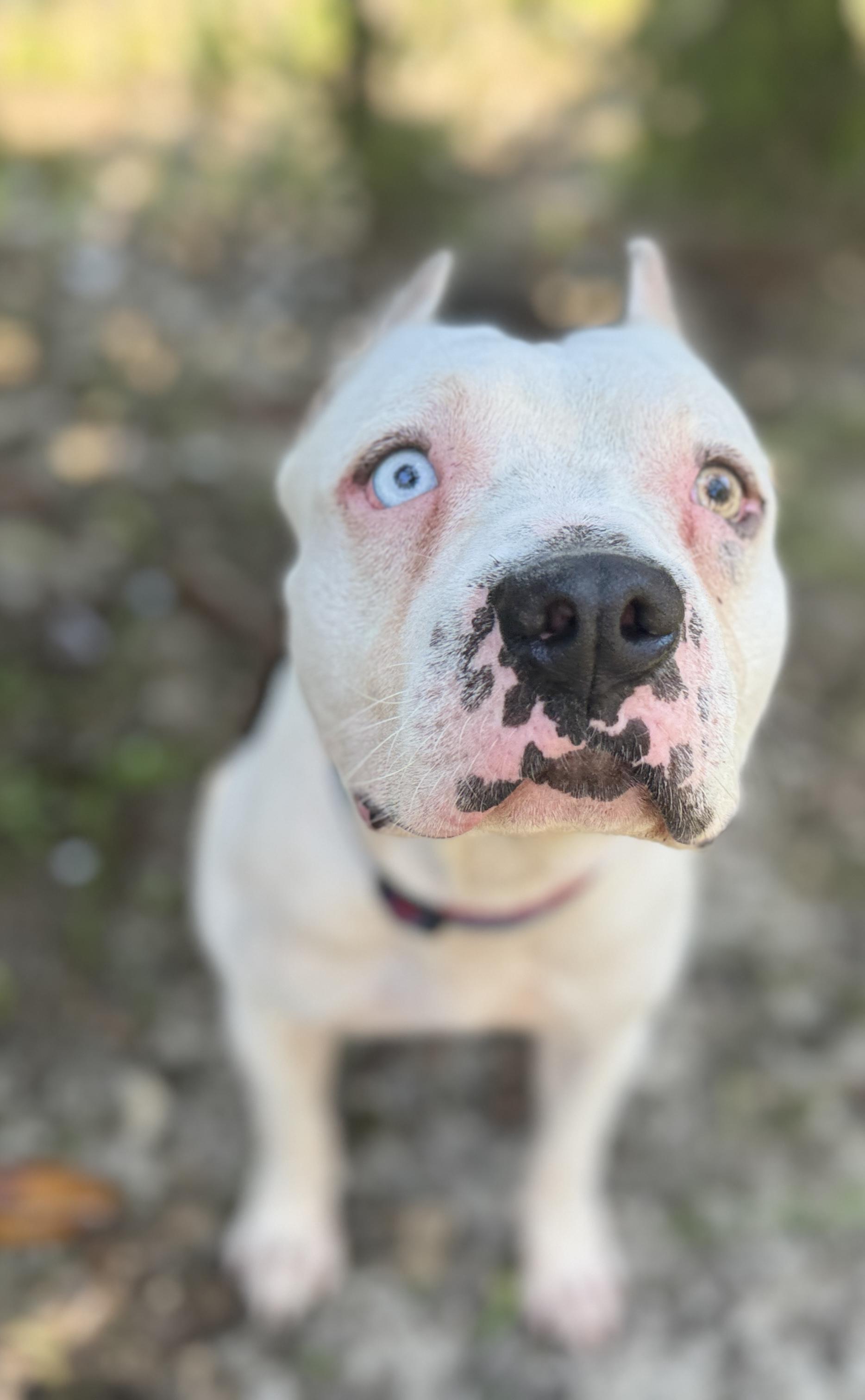 Enlarge Brady, a ADOPTABLE mixed breed in Navarre, FL image 3/6