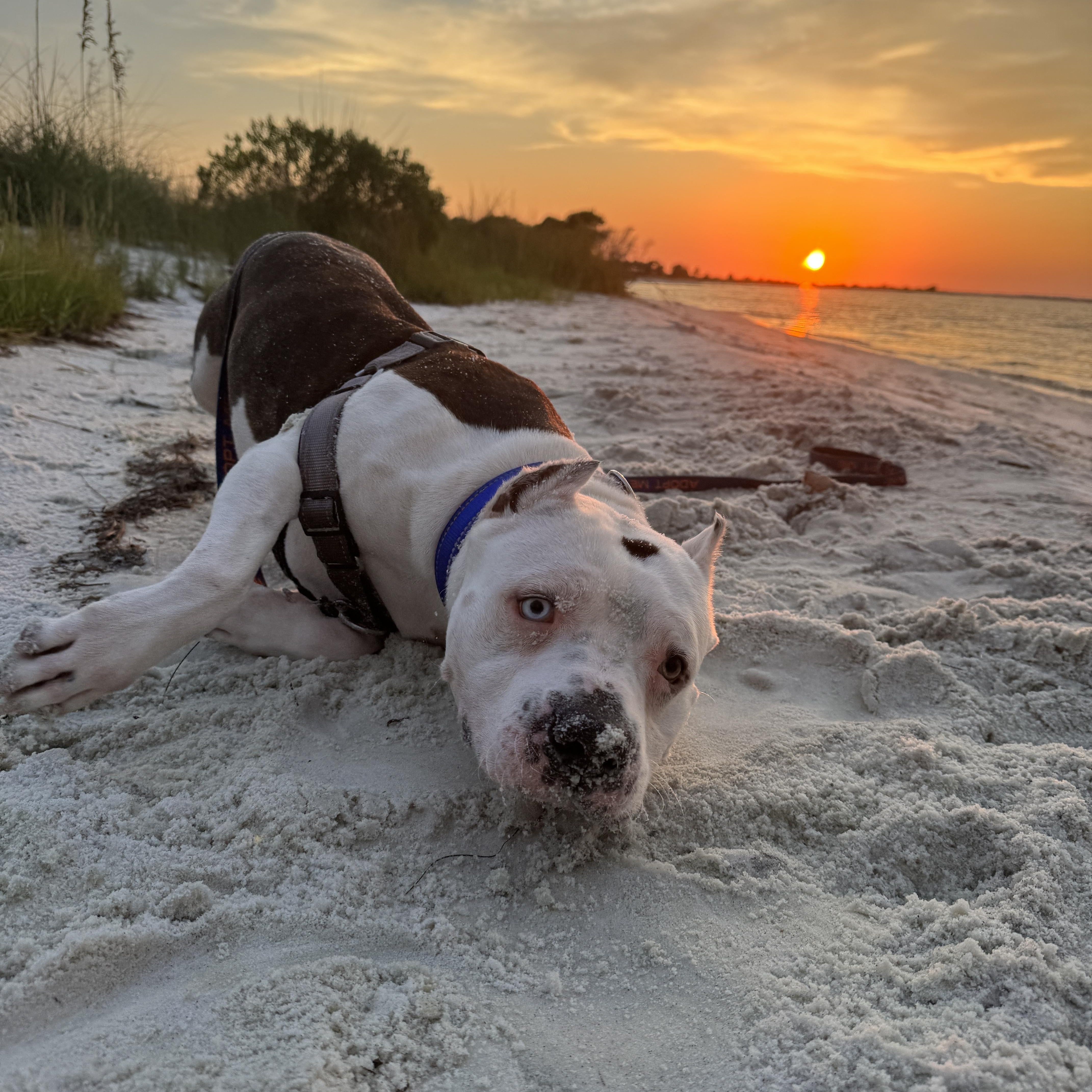 Enlarge Brady, a Adoptable mixed breed in Navarre, FL image 2/6